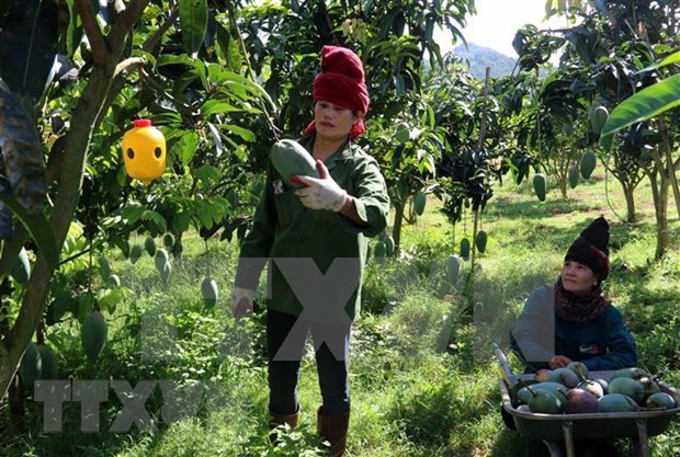 Northern mountainous province exports 25 tons of mangoes to Australia